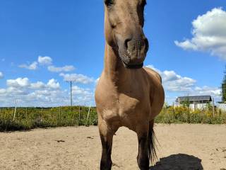 Dzierżawa konia Dolny Śląsk Wrocław okolice