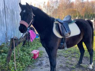 Sprzedam kuca z potencjałem do skoków