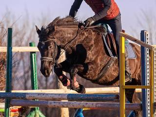 Baklava wszechstronna klacz- jeździec Adam Susłowski