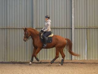 Wałach ujeżdżeniowy profesor 9 lat