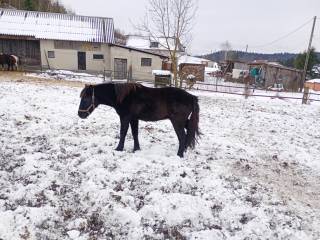 Hucuł, kary ogierek huculski z rodu Polana rocznik 2024