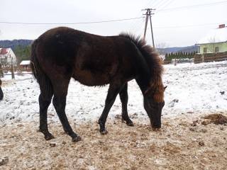 Klaczki huculskie, odsadki 2025 rok