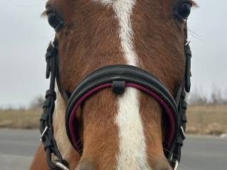 Kuc walijski - wałach