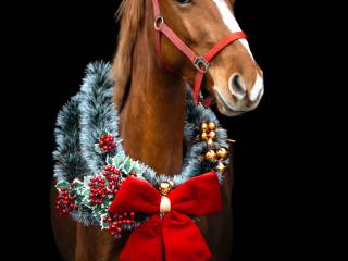 Współdzierżawa klaczy