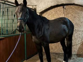 3 letni skarogniady wałach dobry charakter