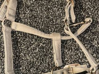 Kantar szary Eskadron