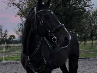 Wałach skokowy na sprzedaz