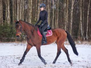 Wałach po If Du Reverdy