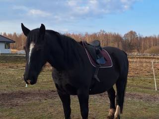 Zamienię lub sprzedam klacz śląską