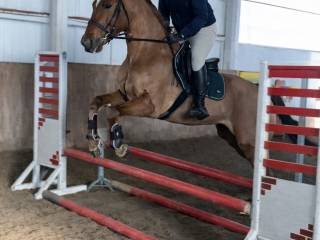 Wałach małopolski Hetman