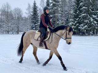 Mały koń o pięknej maści