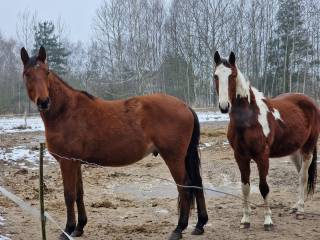 Piękny srokaty wałach wlkp