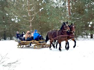 Para zaprzęgowa - dwie gniade klacze
