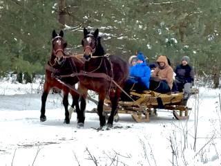 Para zaprzęgowa - dwie gniade klacze