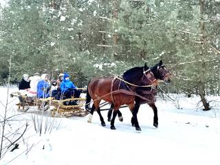 Para zaprzęgowa - dwie gniade klacze