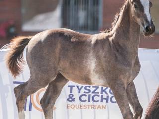 Harvest Moon - ogierek do wysokiego sportu