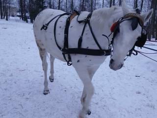 uprząż dla konia rozmiar COB
