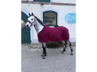 Przyjemny 9-letni wałach