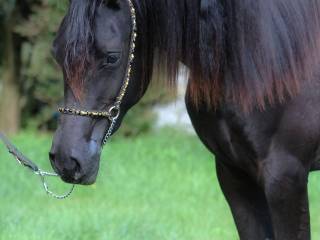 Wysoka klaczka  Kara homozygotyczna