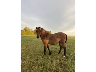 Okazja! Kuc Polski klaczka 2 lata!