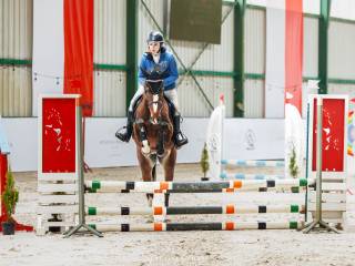 4-letnia startująca klacz do skoków dla każdego po Che Guevara L/Cassini I