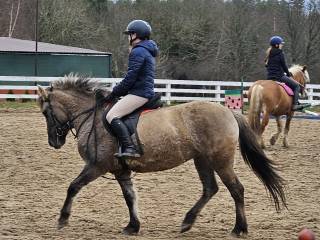 Sprzedam klacz Konika polskiego