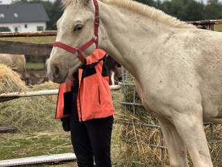 Klacz Izabelowata po Bandosie