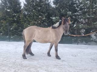 Sprzedam konika polskiego