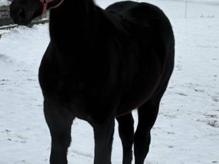 Przyszłościowa klacz KOŃ SPORTOWY