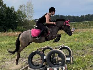 Kucyk do sportu i rekreacji