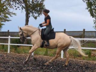 Młody wałach palomino, 6 lat – ciekawa propozycja do ujeżdżenia i Working Equitation