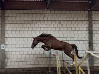 Wałach Komme Casall x Heraldik