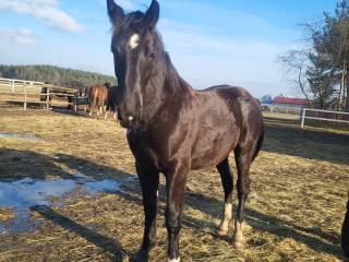 Piękny Ogierek Śląski