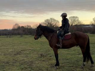 Szukam konia do współdzierżawy