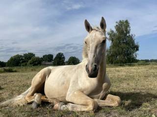 Klacz w typie szlachetnym  izabelowata/ palomino 2 lata