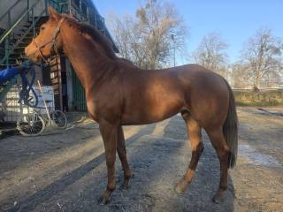 Klacz XX LADY EMILKA ur. 2022