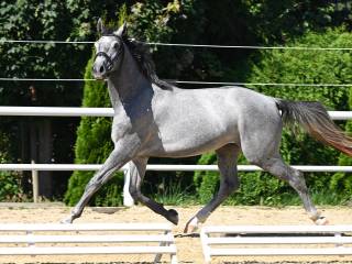 Wałach ur.2023 idealny do WKKW i skoków, po Pr.H.Bingo Boy / Cornet Obolensky / Comandor