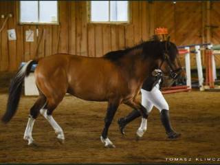 Ogier huculski Wikar-O stanówka, licencja