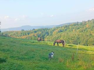 pensjonat wolnowybiegowy