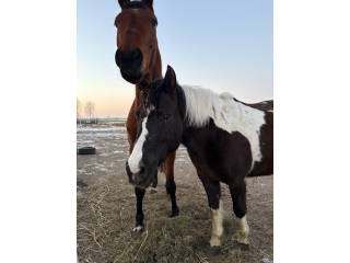 Klacz huculska, dzierżawa