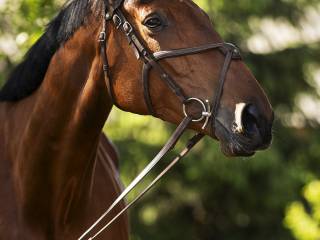 Duża klacz z dobrą głową!