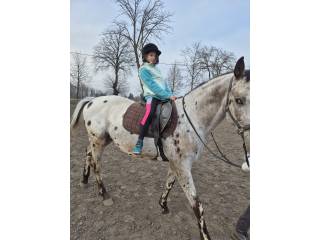 Ogier małopolski tarant