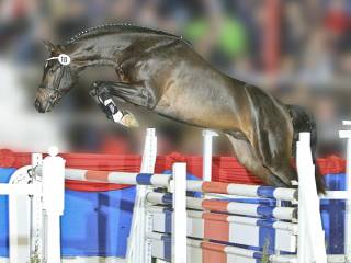 3-letnia klacz po: Courtier/Conthargos, od matki po: Carivari