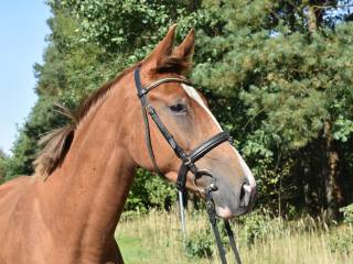 Klacz wielkopolska 5 lat malowana kasztanka