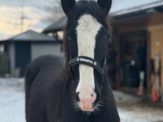 Ogierek rasy Shire 10 miesięcy