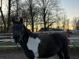 14 - letnia klacz huculska