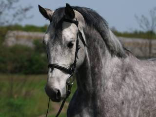 Nirvana – Wszechstronna Klacz do Sportu i Rekreacji (Skoki 115 cm, Ujeżdżenie)