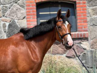 4 letnia klaczka po Blitz AL Z x Contendor