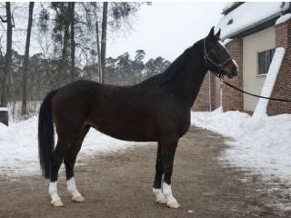 Malowany wałach po Up to date - aktualny tuv