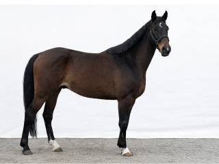 Wałach po Up to date - aktualny tuv - świetny ruch !